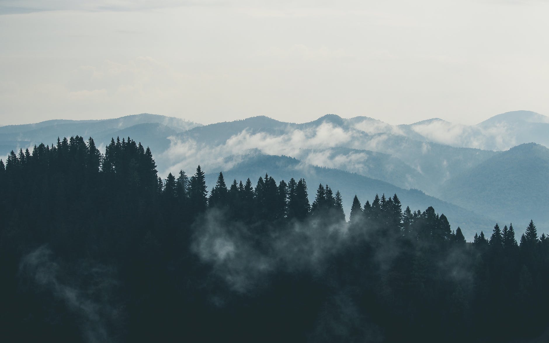 aerial photography of pine trees on the mountain
